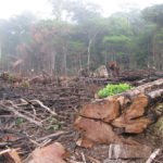 EU deforestation laws ‘burdensome’ says Canadian Ambassador