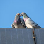 No one likes solar like the pigeons!