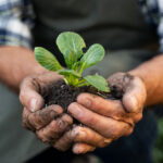 Spotlight on sustainable farming: Courteenhall and SSE Energy Solutions