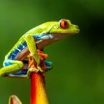 COP15: Countries pledge funds to protect biodiversity