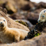 COP15: Deal struck to protect 30% of the Earth by 2030