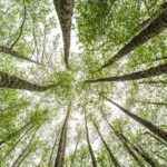 Why we won’t reach net zero without carbon removals