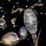 Plankton’s secret climate story…