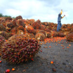 Palm oil made in the lab?