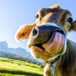 Methane from cow burps? – Bill Gates says no