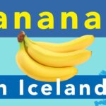 How are bananas growing in Iceland?