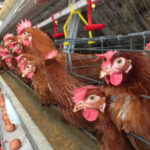 Cigarette-style packaging to turn off meat eaters