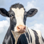 UK heat pumps say cheese