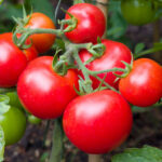 Tomatoes denied by extreme weather!