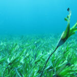 Underwater meadows planted to absorb carbon in Wales