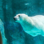 ‘Keeping animals in zoos breeds global warming’