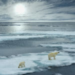 Animal attacks on humans rise due to climate change