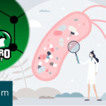 Antibiotics created by bacteria in the ocean?